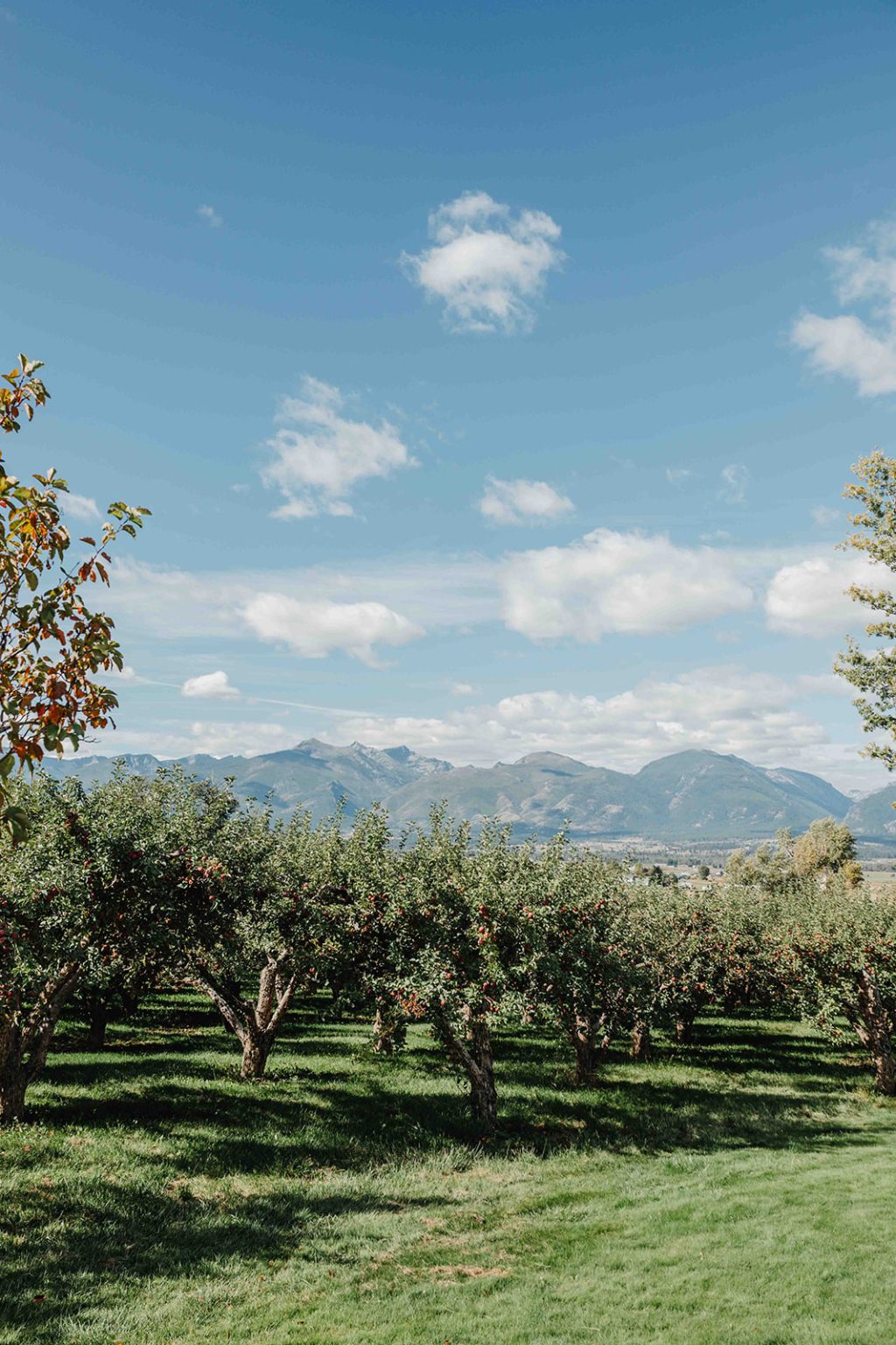 Montana apple orchard with mountains in the back
