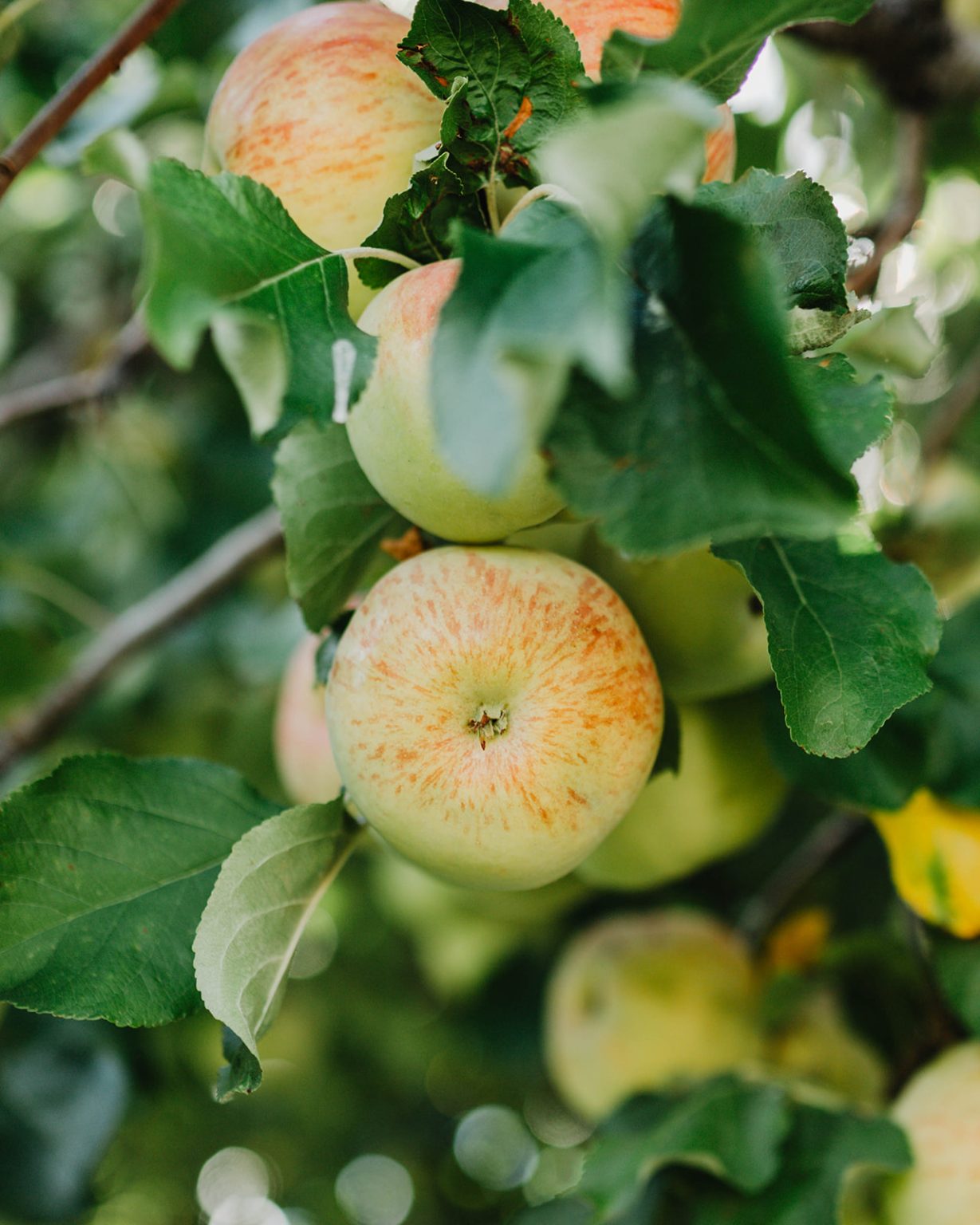apples in the tree in a Montana apple orchard