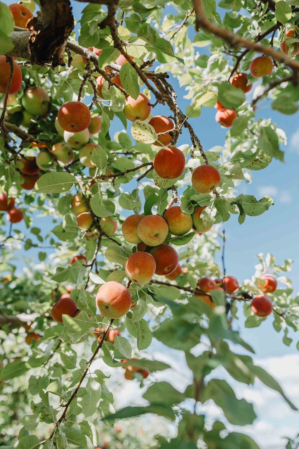 apples in the tree in a Montana apple orchard
