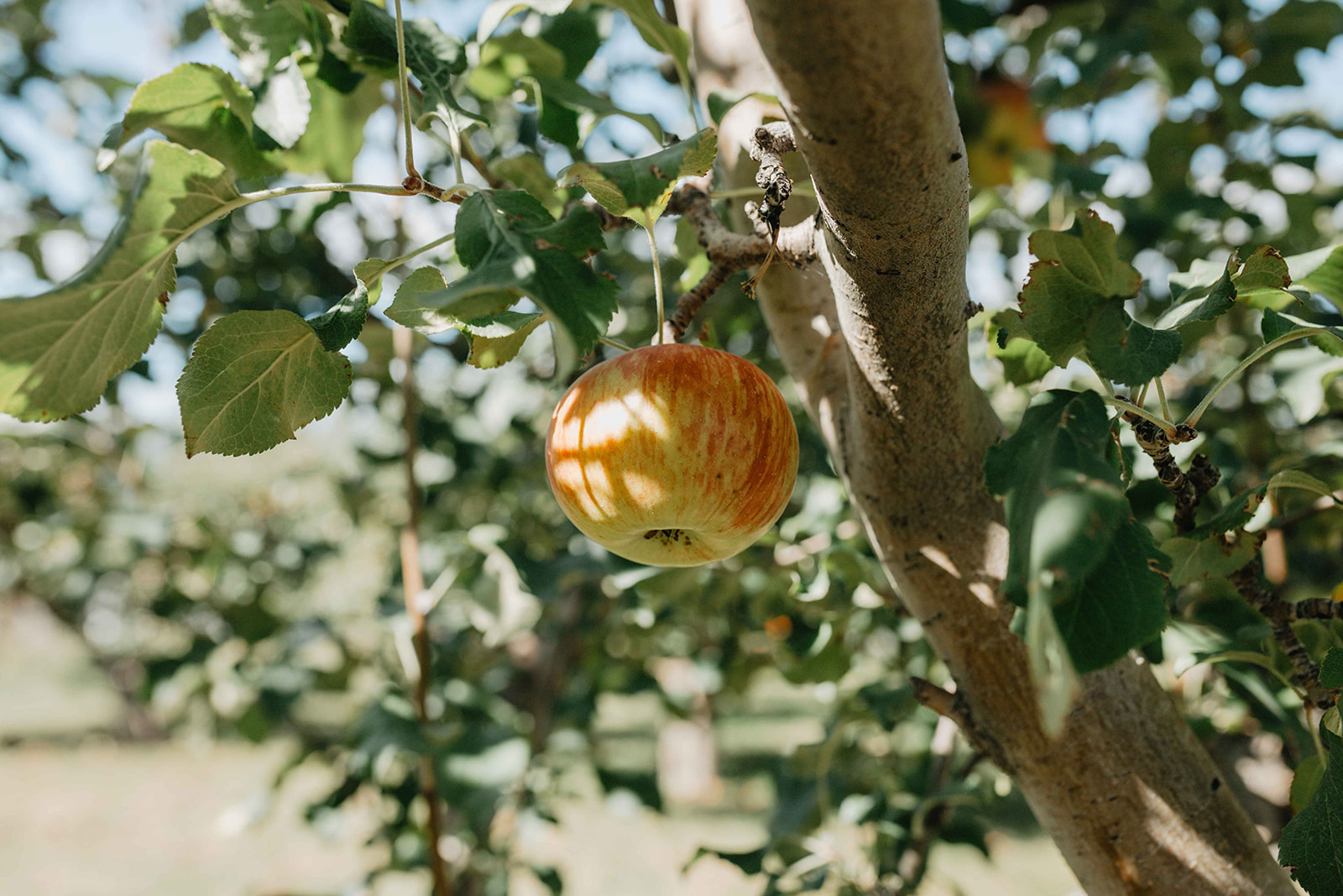 apple in the tree in a Montana apple orchard