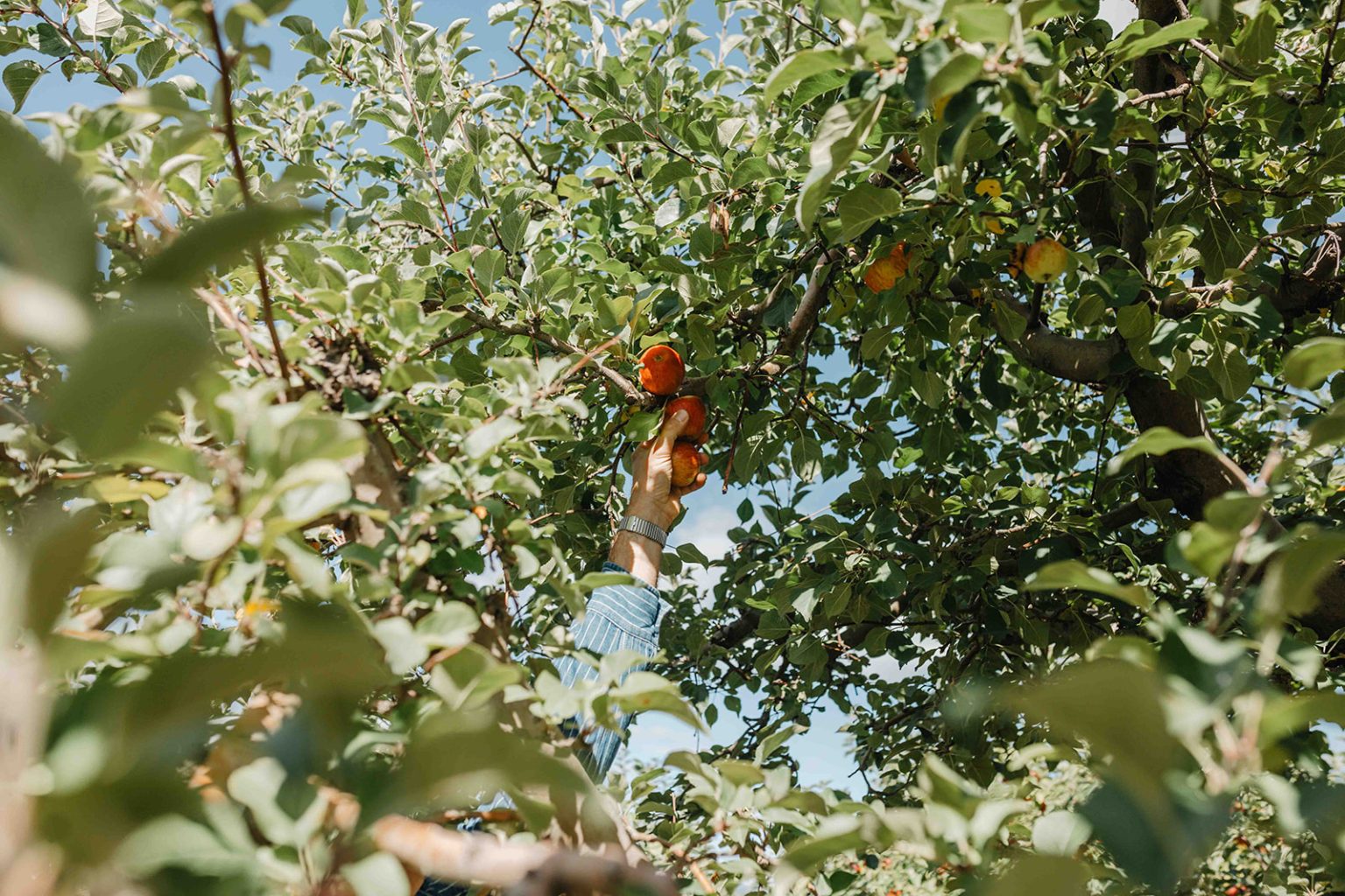 Hand picking an apple in a tree in a Montana apple orchard