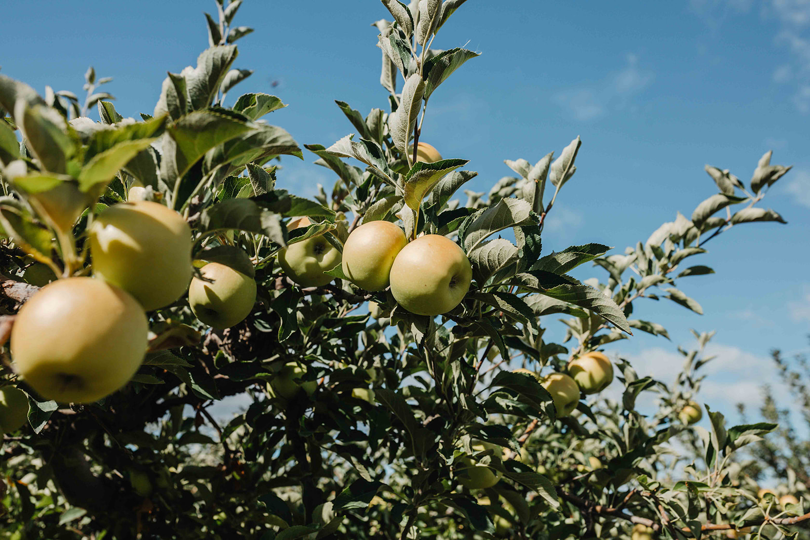 apples in the tree in a Montana apple orchard