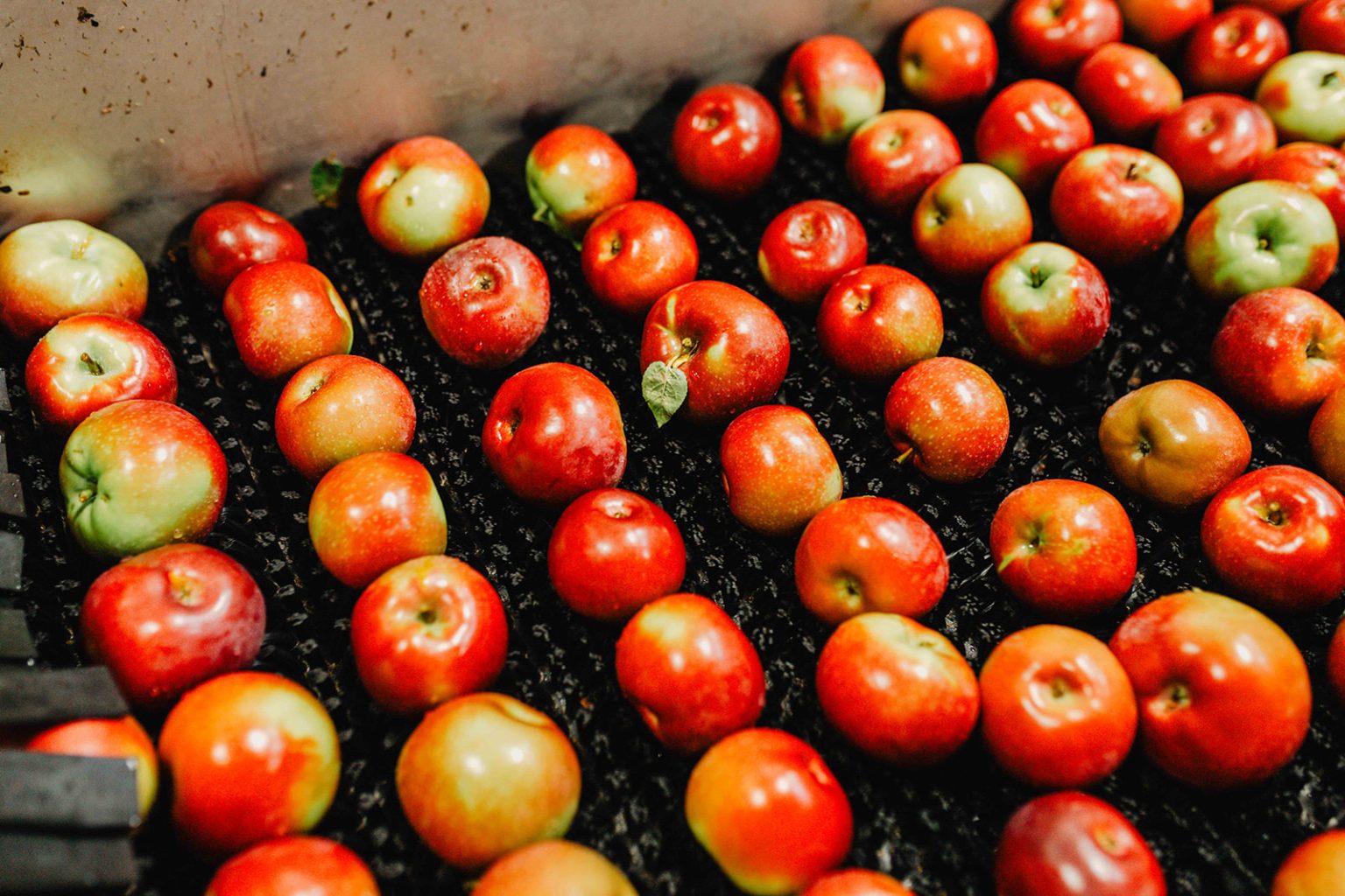 Red apples moving along the packing line at Swanson’s Mountain View Orchard