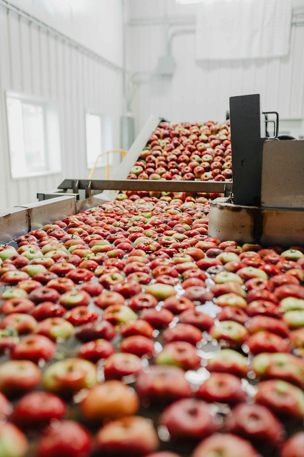 Red apples moving along the packing line at Swanson’s Mountain View Orchard