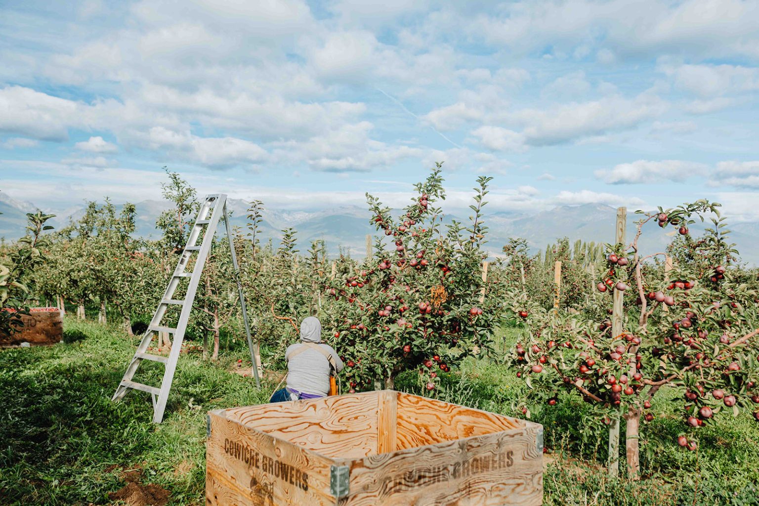 Field worker harvesting apples from a Montana apple orchard, wooden bin in the foreground and ladder in the background.