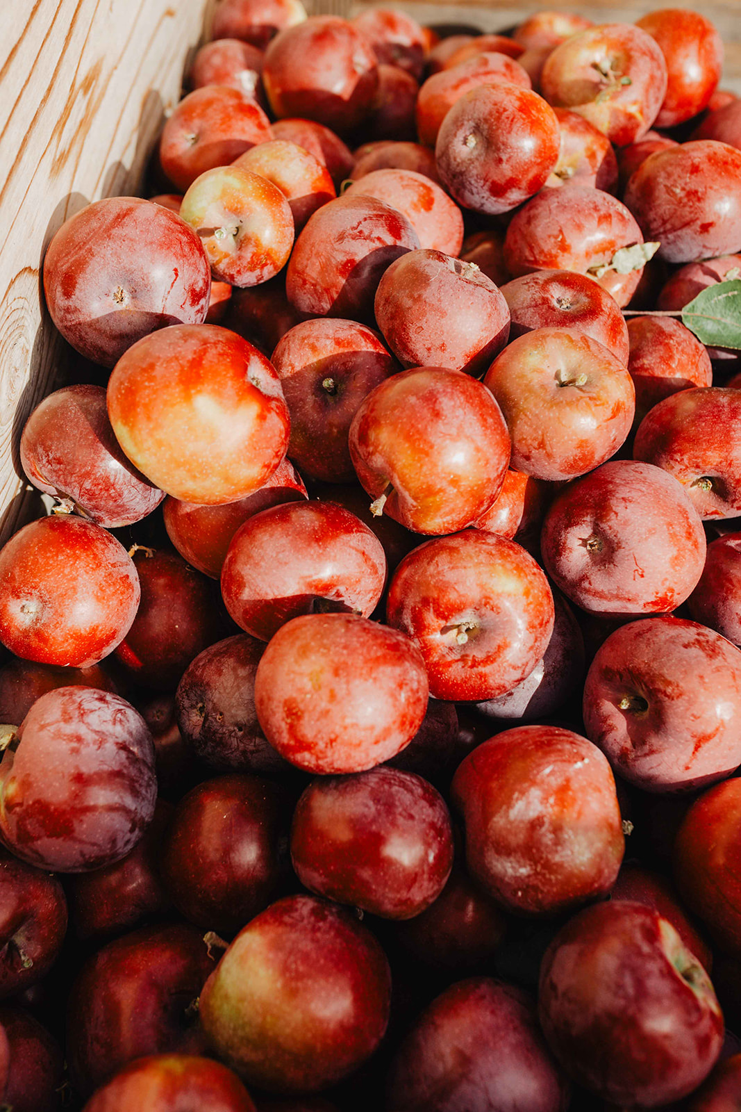 Red apples in the sun