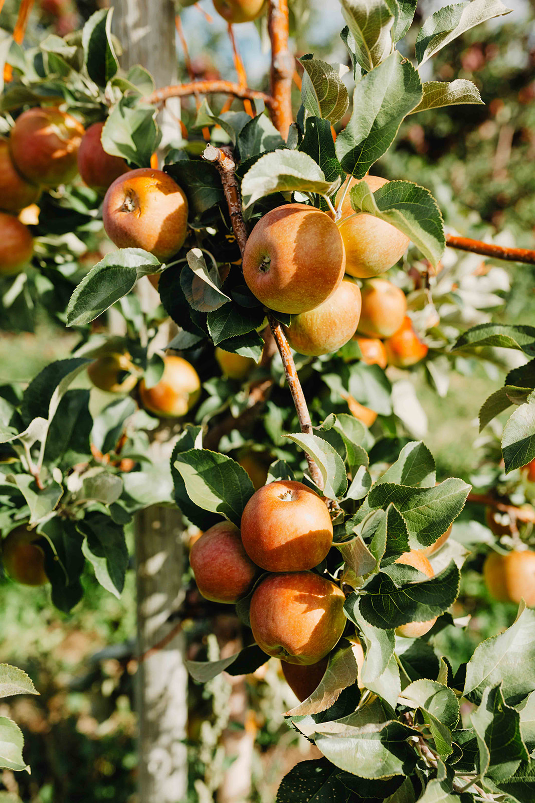 apples in the tree in a Montana apple orchard
