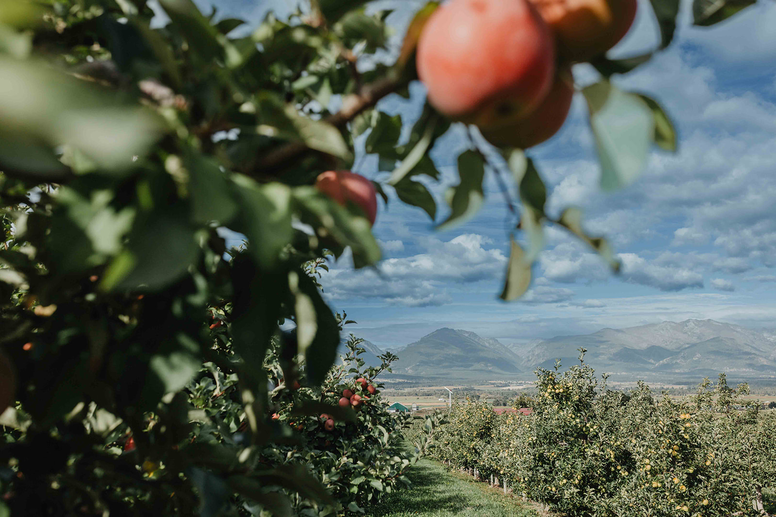 View through orchard trees toward the Bitterroot Mountains at Swanson’s Mountain View Orchard in Montana
