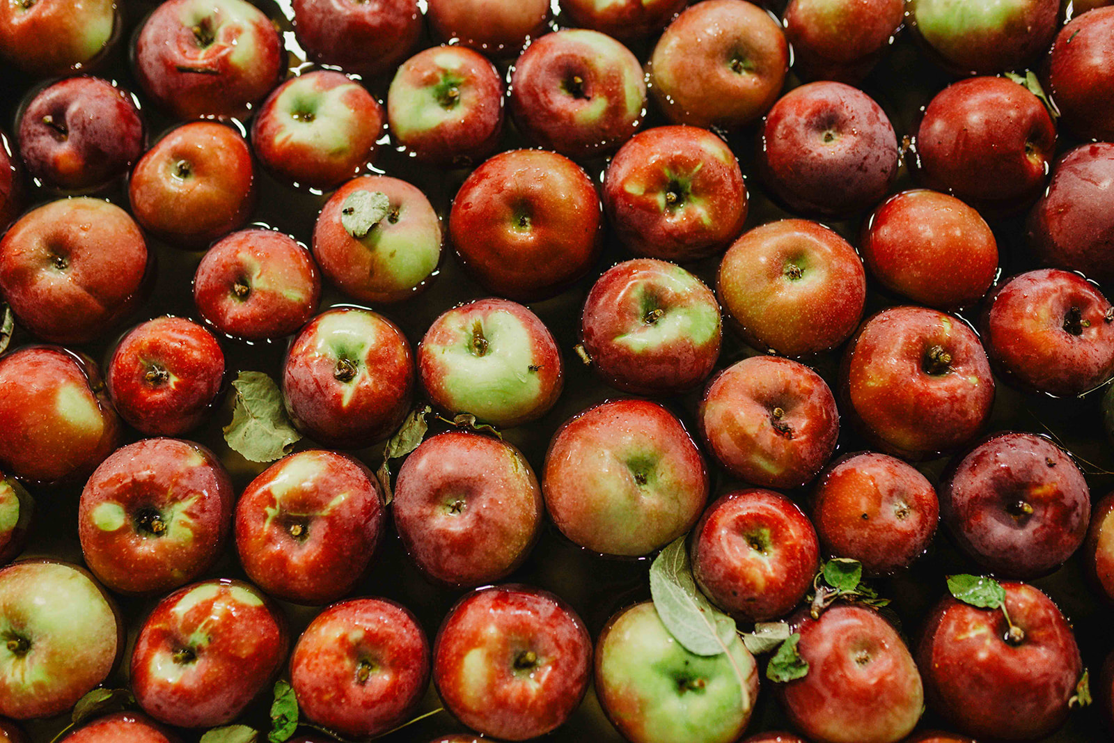 Red apples moving along the packing line at Swanson’s Mountain View Orchard