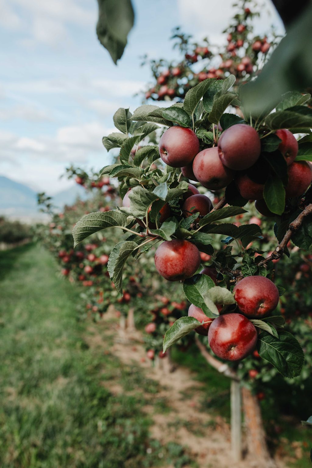 Red apples in the tree in a Montana apple orchard