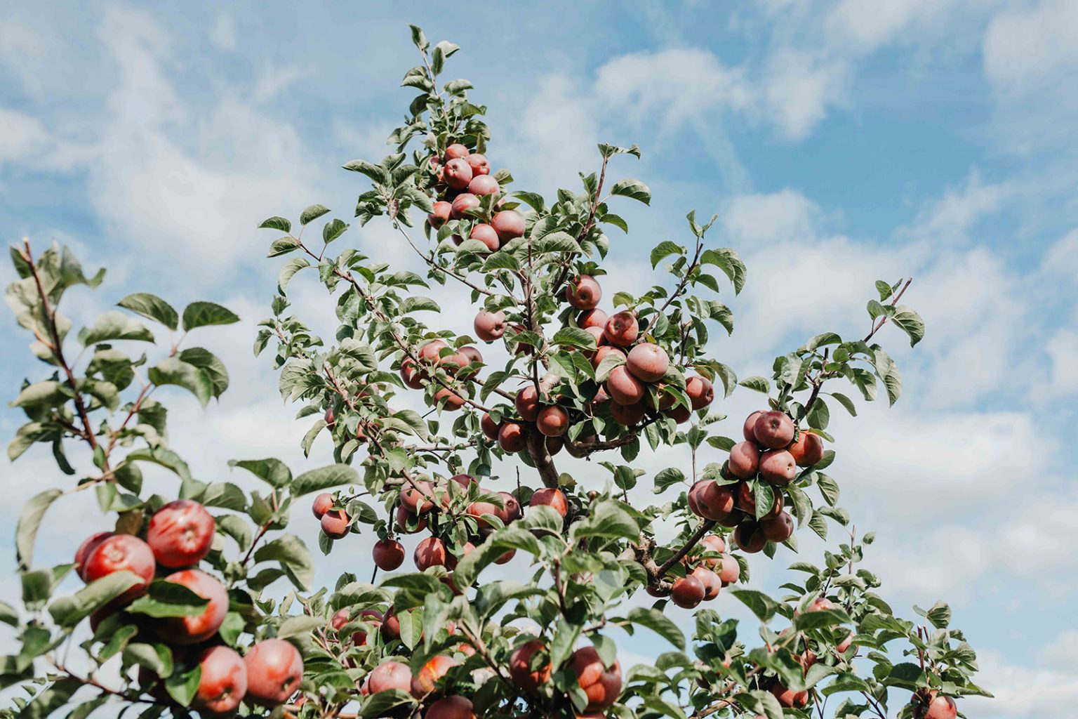 apples in the tree in a Montana apple orchard