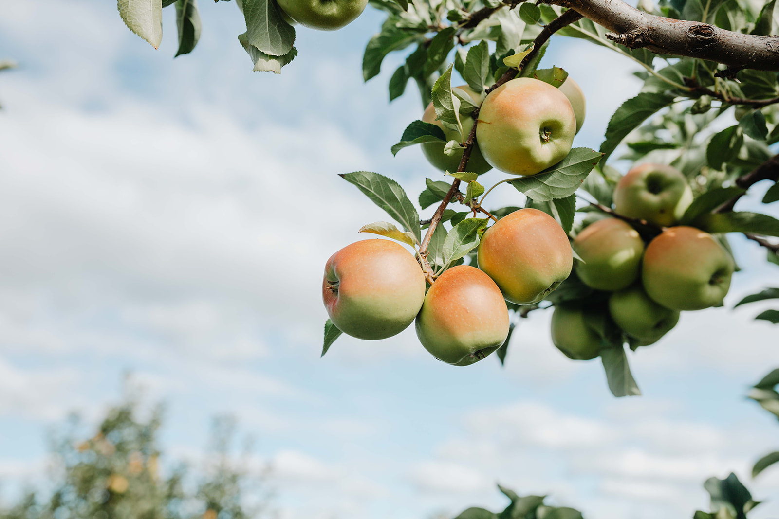 apples in the tree in a Montana apple orchard