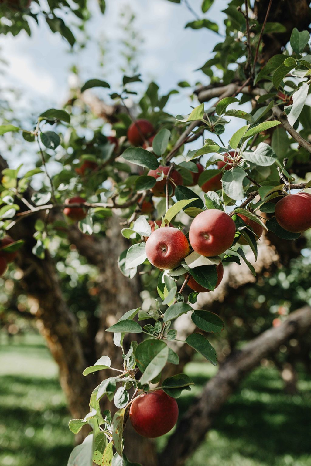 apples in the tree in a Montana apple orchard