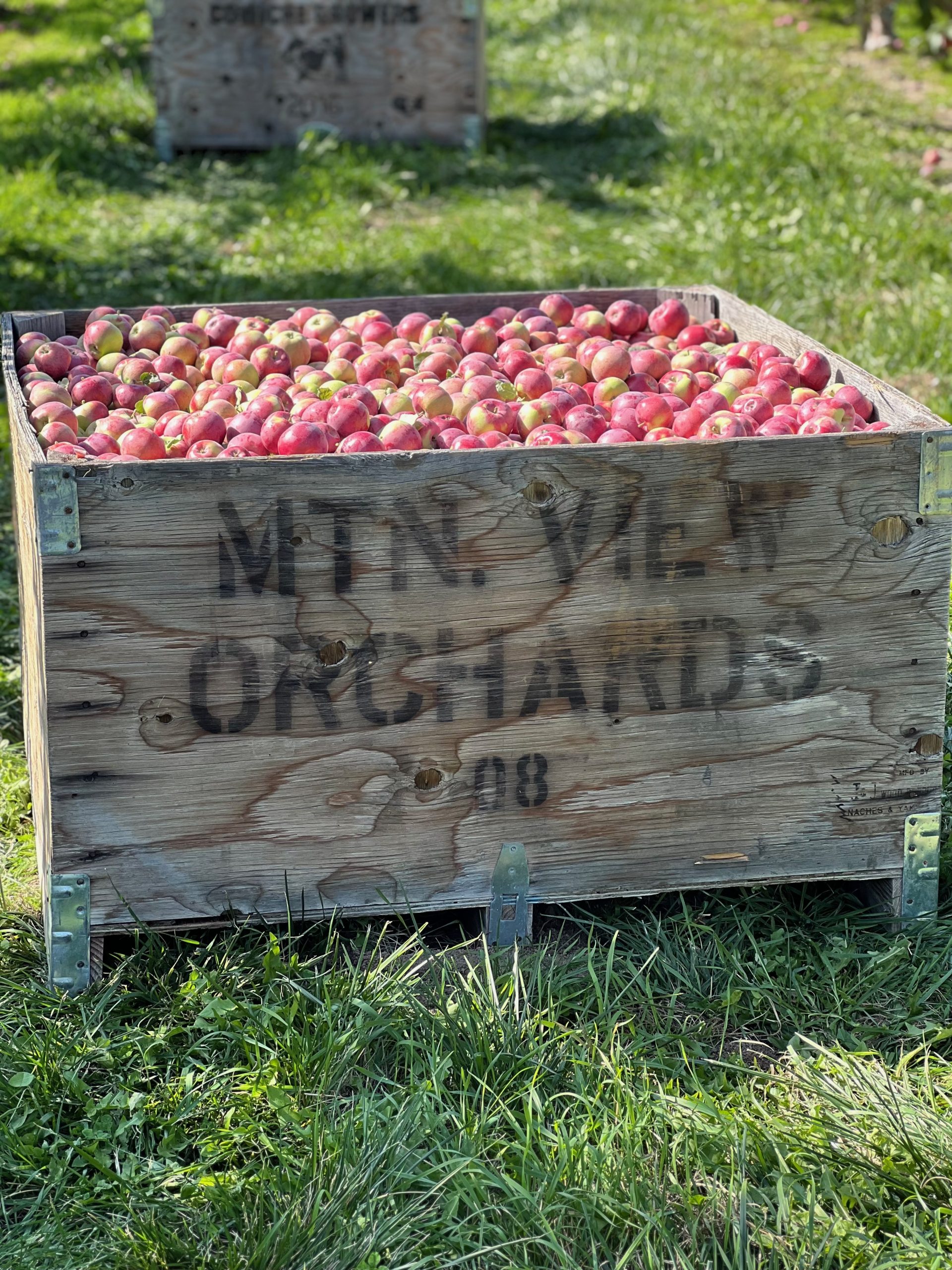 Wooden bin of red apples in the orchard