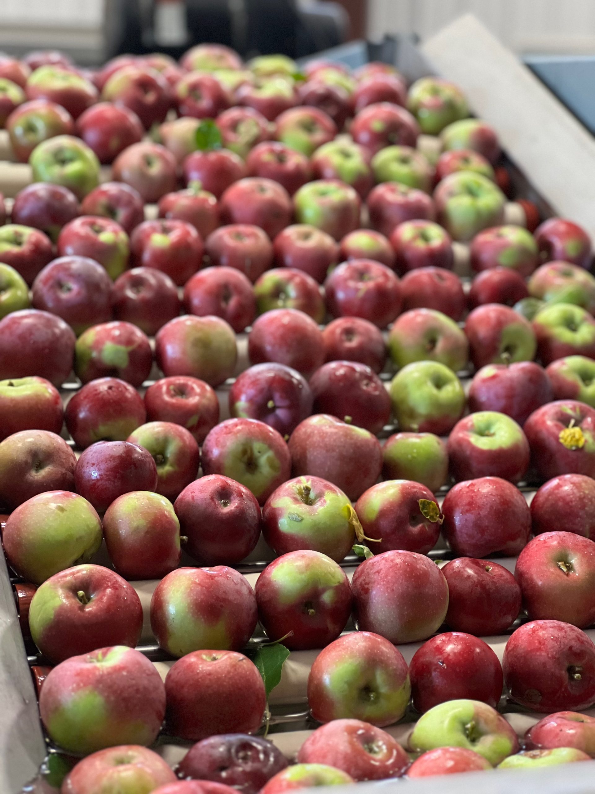 Red apples moving along the packing line at Swanson’s Mountain View Orchard