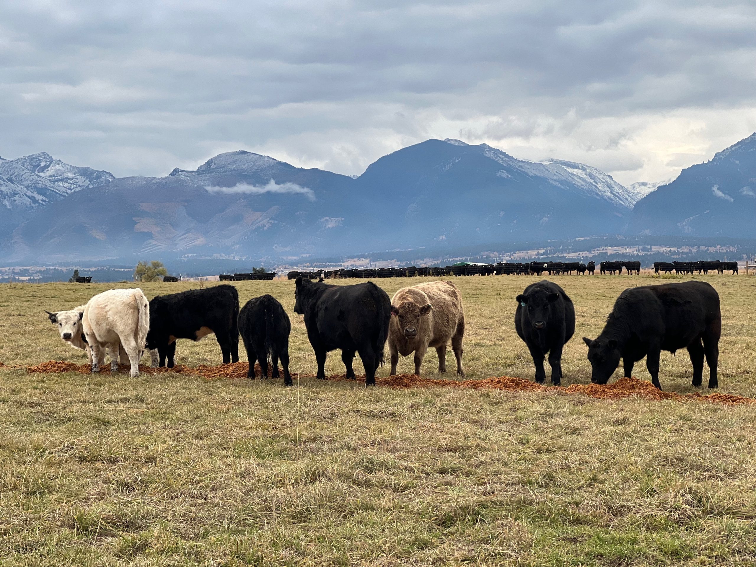 Beef herd grazing on apple pomace in the pasture with the Bitterroot Mountain Range in the background at Swanson's Mountain View Orchard