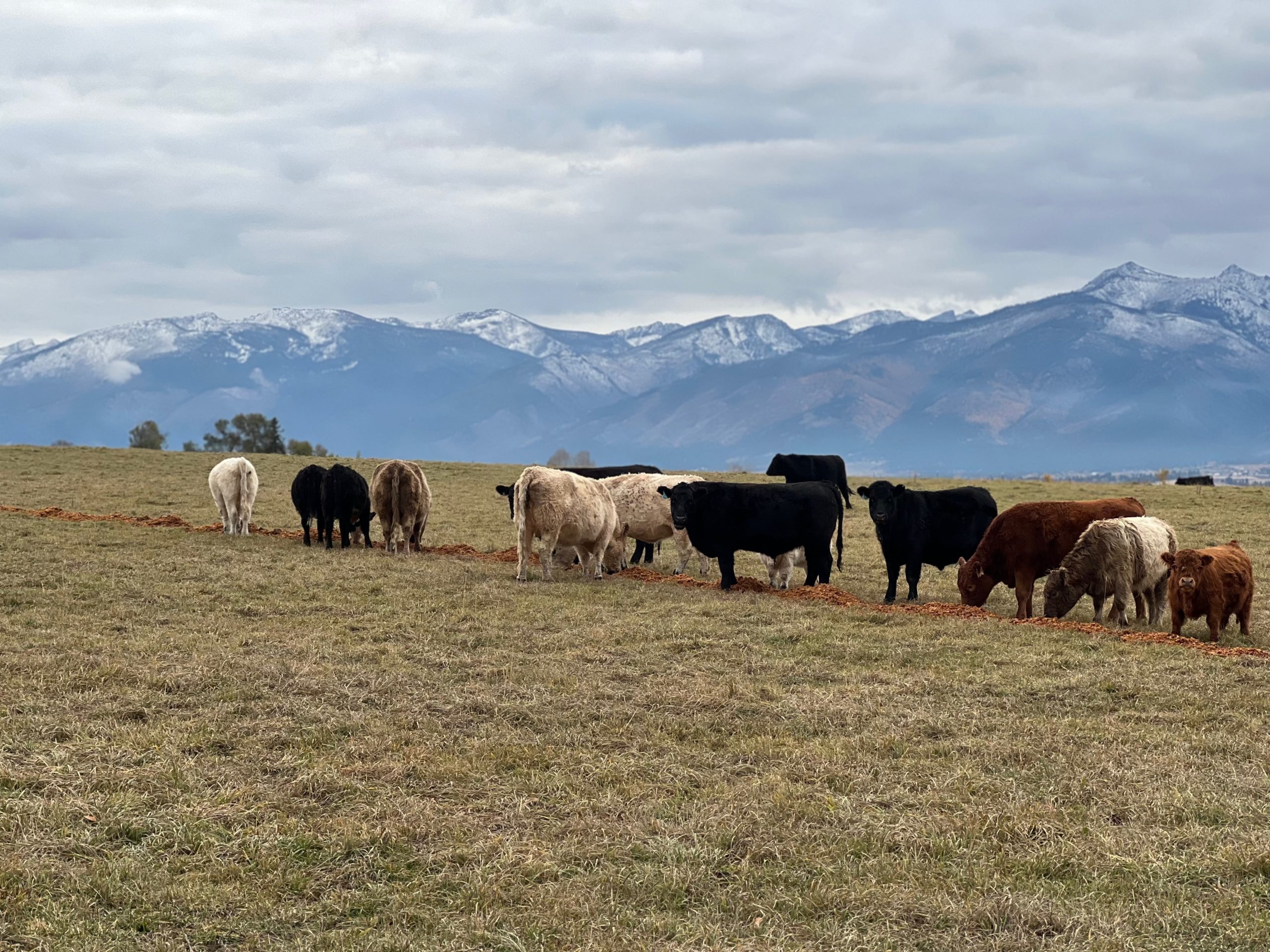 Beef herd grazing on apple pomace in the pasture with the Bitterroot Mountain Range in the background at Swanson's Mountain View Orchard