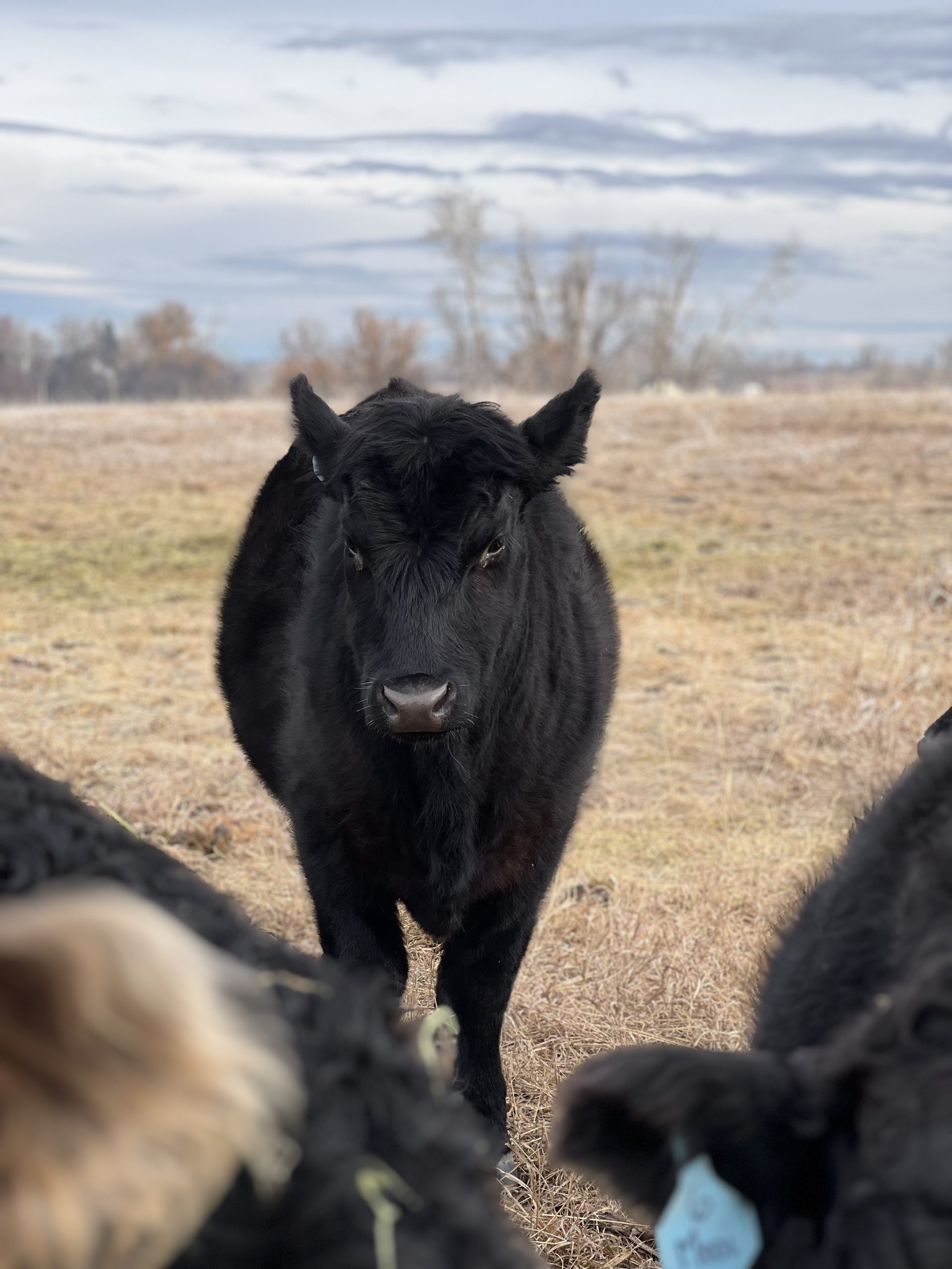 Black Angus beef steer looking at camera, with a field in the background