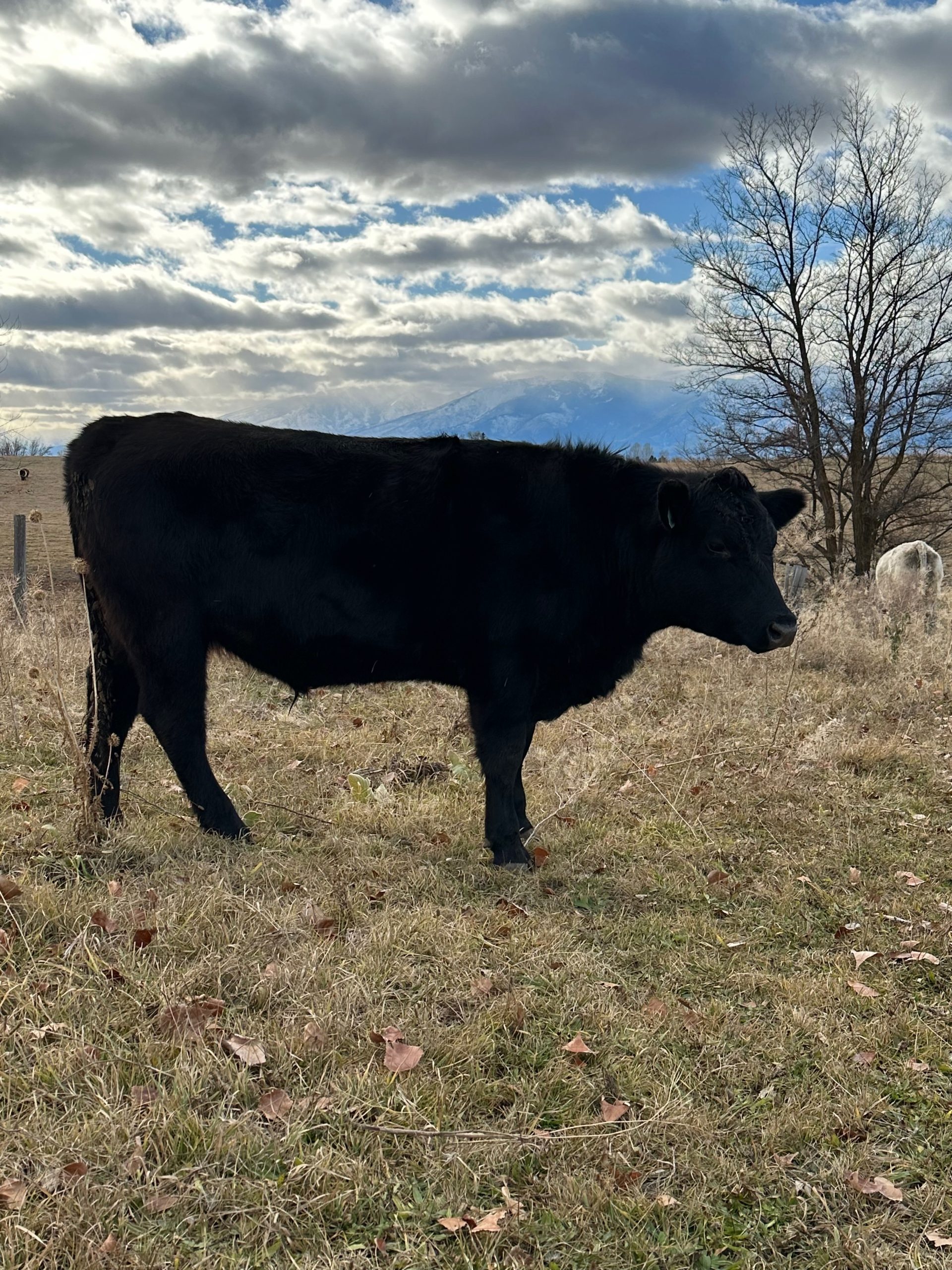 Black Angus beef steer