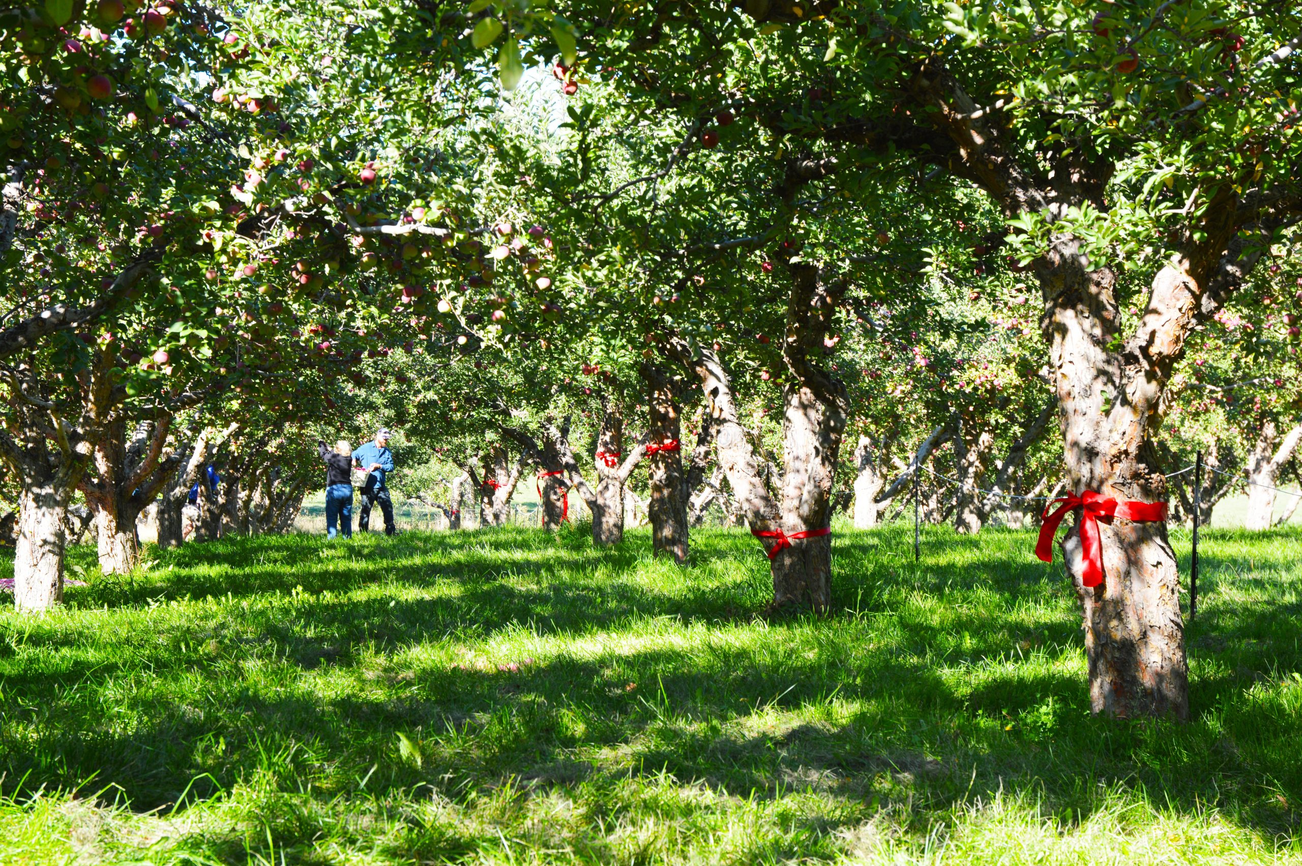 U-Pick apple orchard at Swanson’s Mountain View Orchard with red ribbons on trees and families picking apples in the Bitterroot Valley