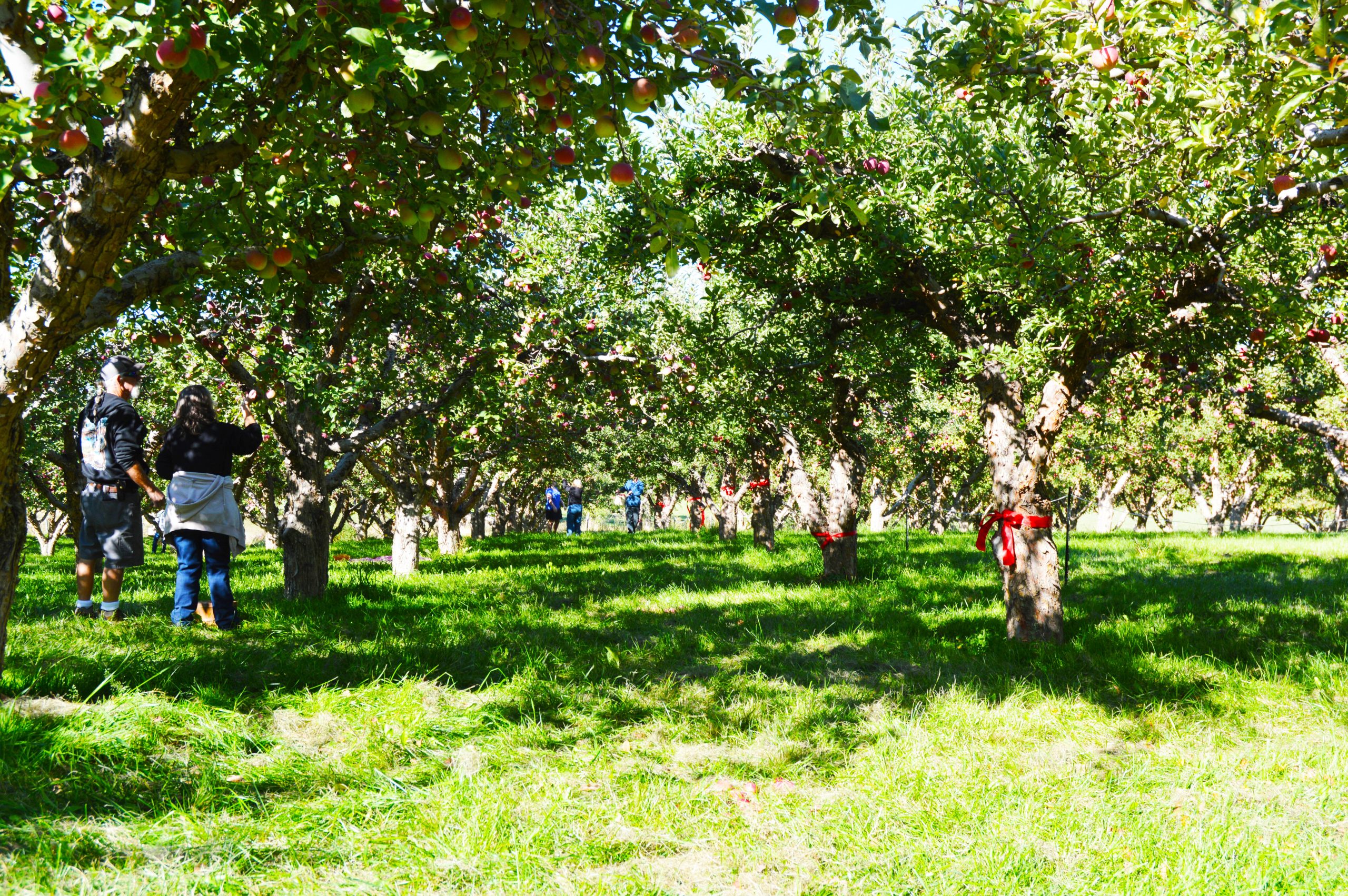 U-Pick apple orchard at Swanson’s Mountain View Orchard with red ribbons on trees and families picking apples in the Bitterroot Valley