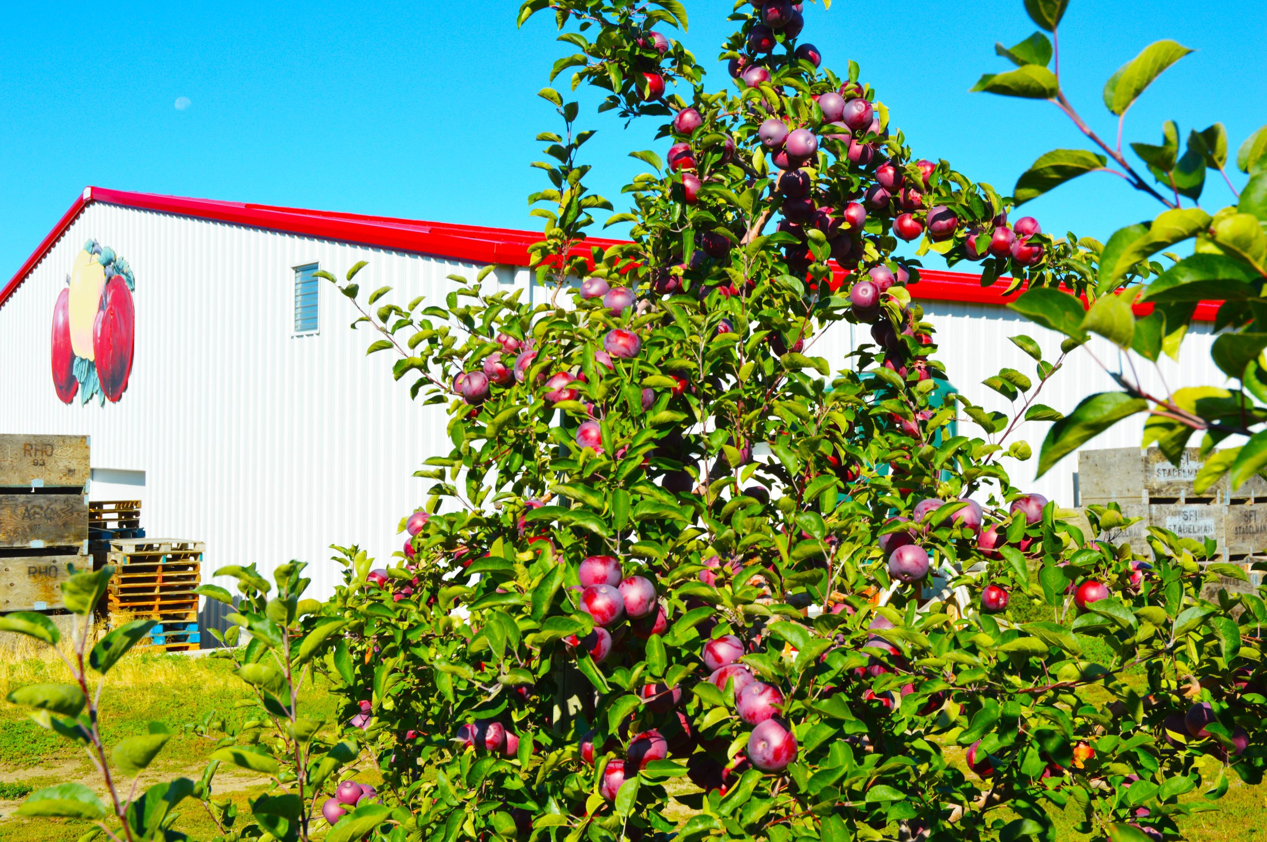 Swanson’s Mountain View Orchard packing shed with three-apple logo and apple tree in the foreground in Montana