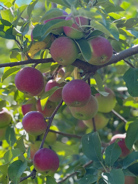 apples in the tree in a Montana apple orchard