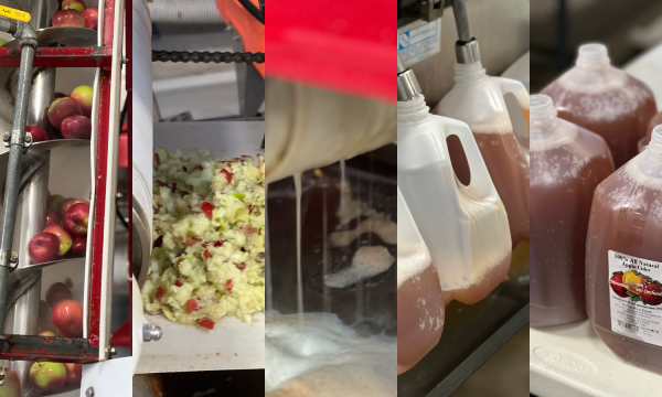 Collage of steps in the cider-making process
