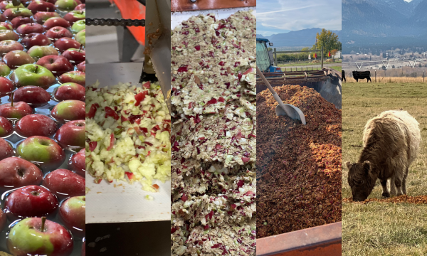 Collage of apple pomace process, from apples to cider pressing to feeding the cattle