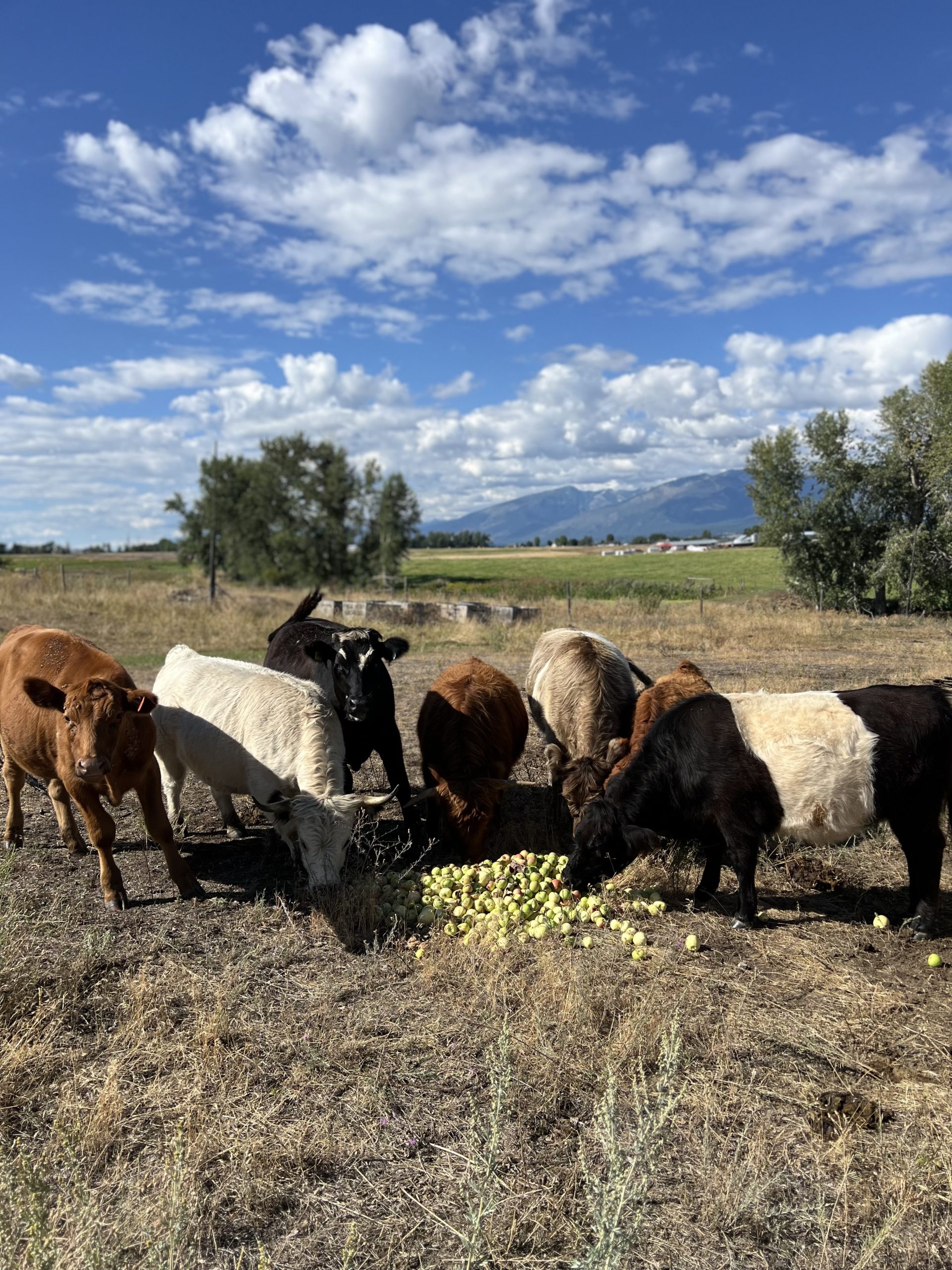 Cows eating ground apples