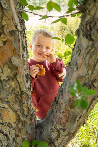 Boy eating apple cider donut in a tree and red Swanson's hoodie.